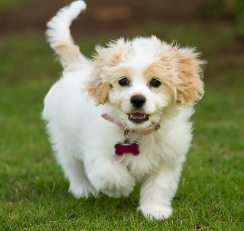 Cavachon dog hypoallergenic 2025